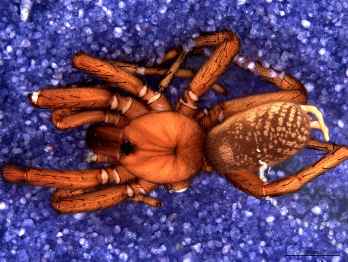 Spider